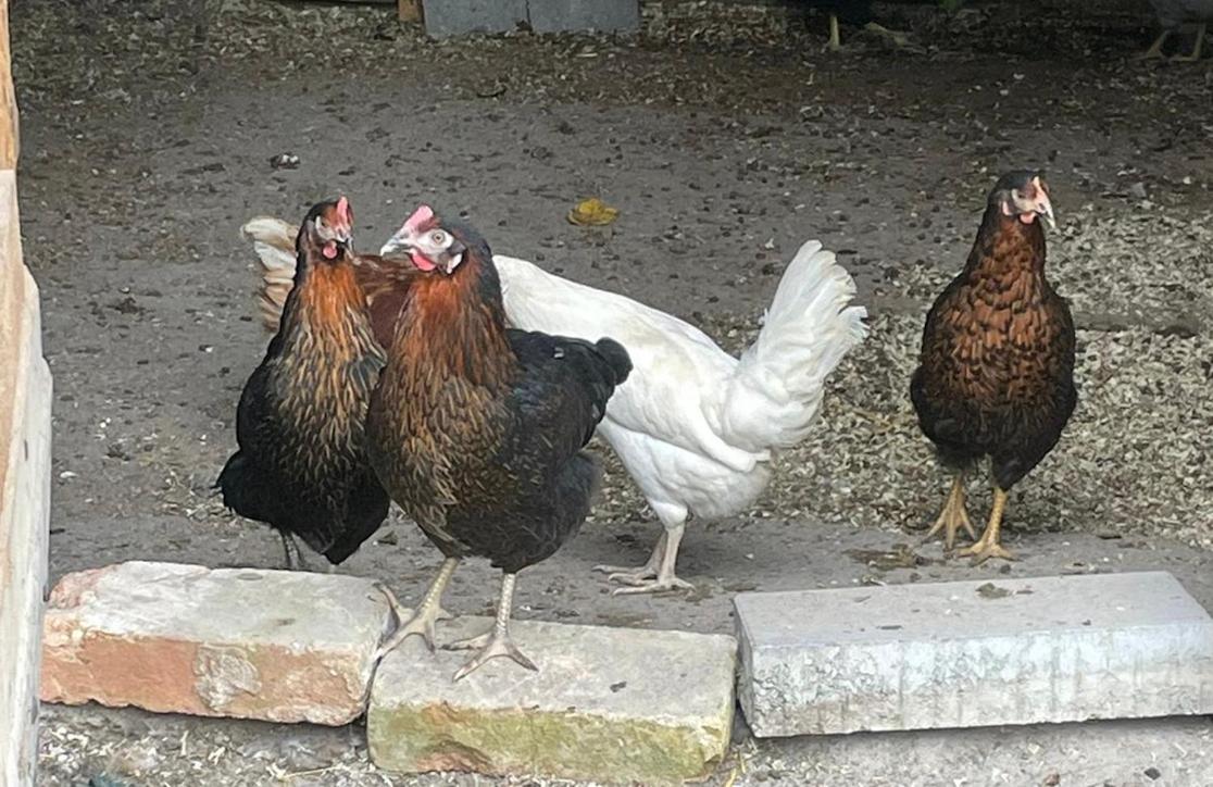 Muehlbach'S Daire Kaufbeuren Dış mekan fotoğraf